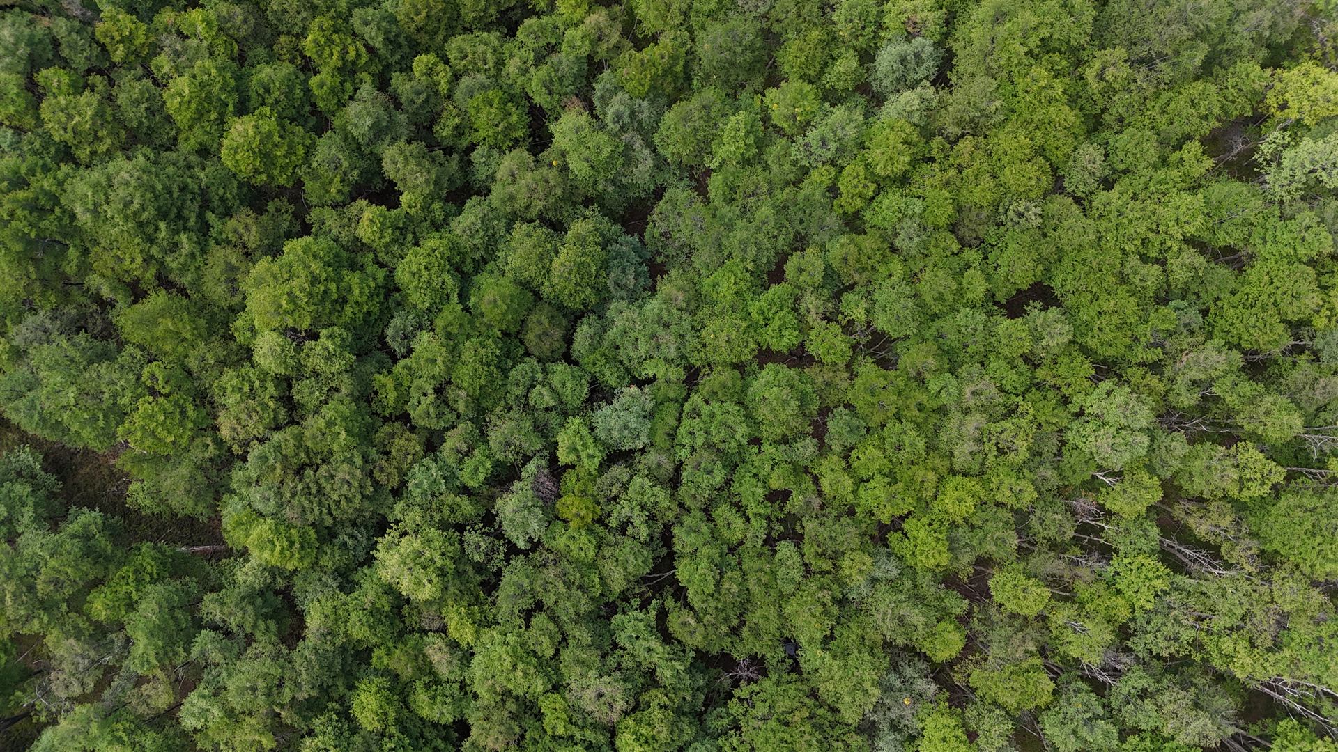 Vista aérea del dosel de un bosque templado austral